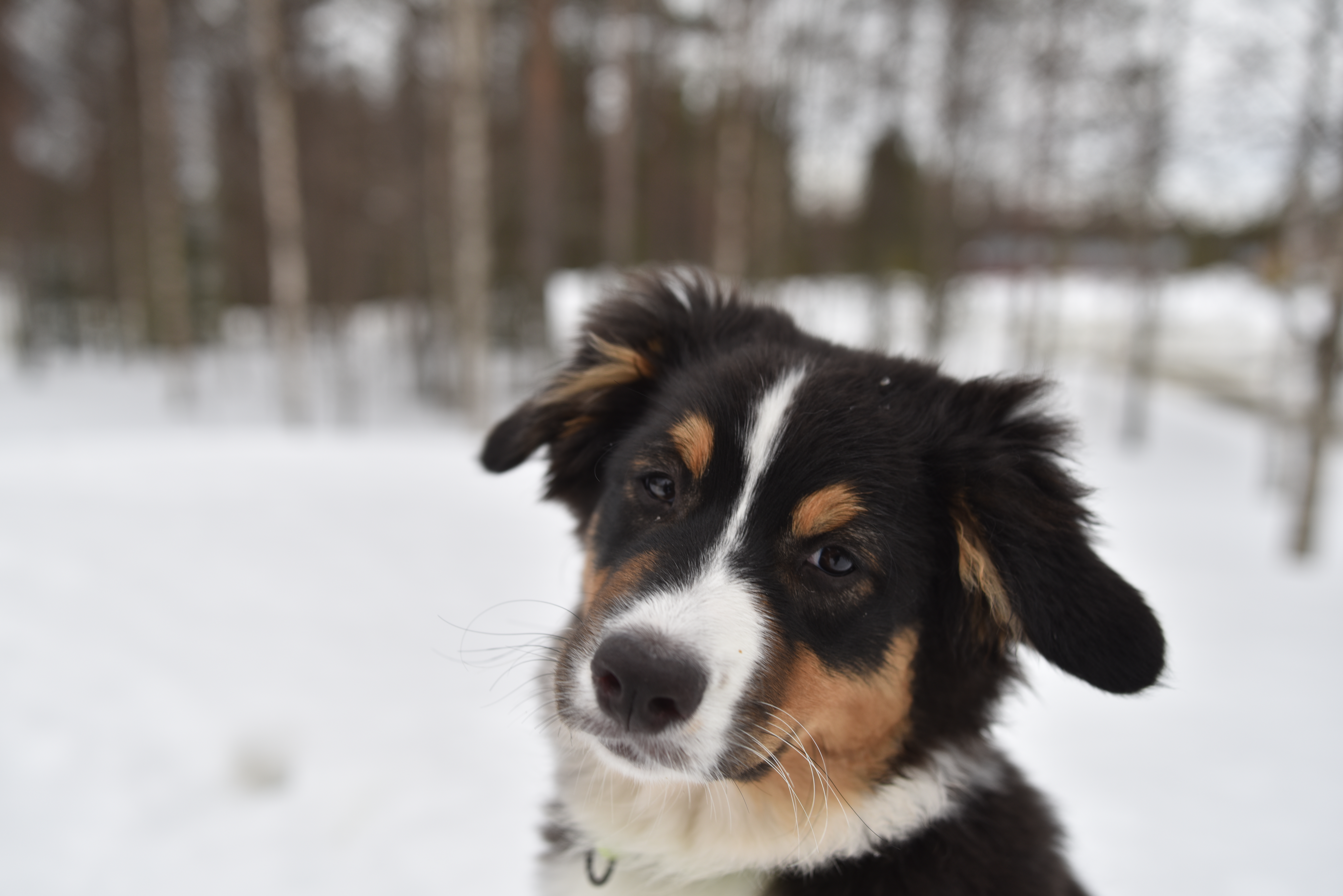 "Turhan usein rodun aivan yleiset piirteet tulevat yllätyksenä" – koiralle kannattaa esitellä kaikki elämään kuuluva, kun se on alle neljän kuukauden ikäinen