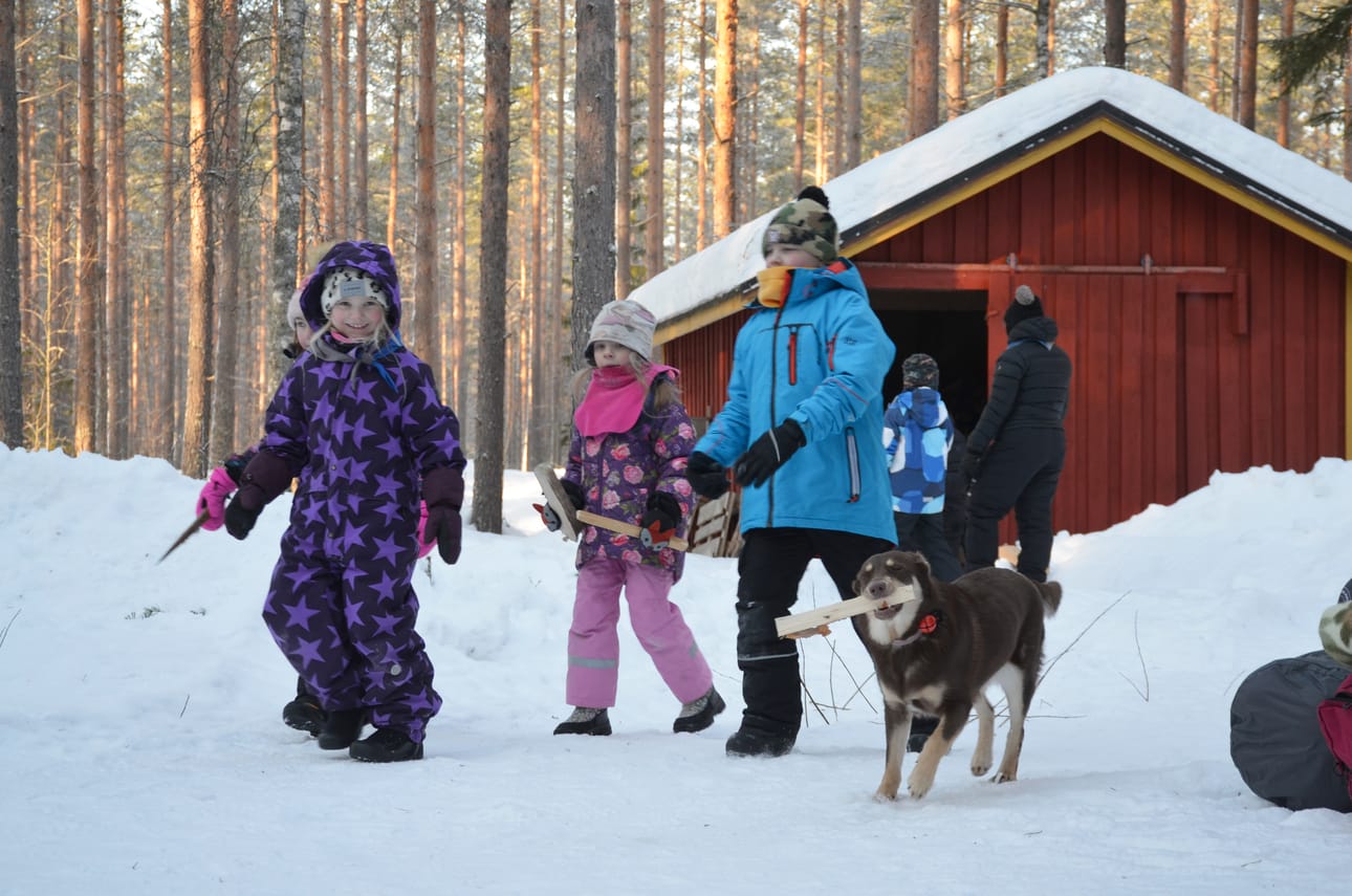 Sudenpennut kantoivat puita saunaan yhdessä Faina-koiran kanssa lauantaina 10.2. Rauhankankaalla.