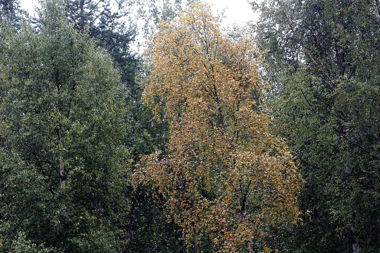 Osa koivuista on vielä täysin vihreitä, kun viereinen puu saattaa olla jo aivan ruskeankeltainen.