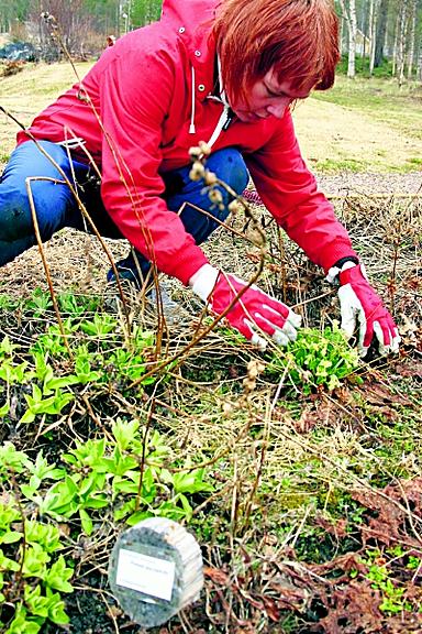 Pohjoisen kasveja on koottu Svanhovdin ympäristökeskuksen   arboretumiin Pohjois-Norjan Paatsjokilaaksoon.   Siv Grete perkaa esikkopenkkiä.