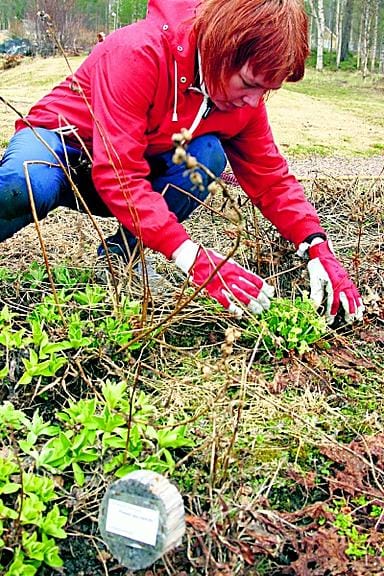 Pohjoisen kasveja on koottu Svanhovdin ympäristökeskuksen arboretumiin Pohjois-Norjan Paatsjokilaaksoon. Siv Grete perkaa esikkopenkkiä.