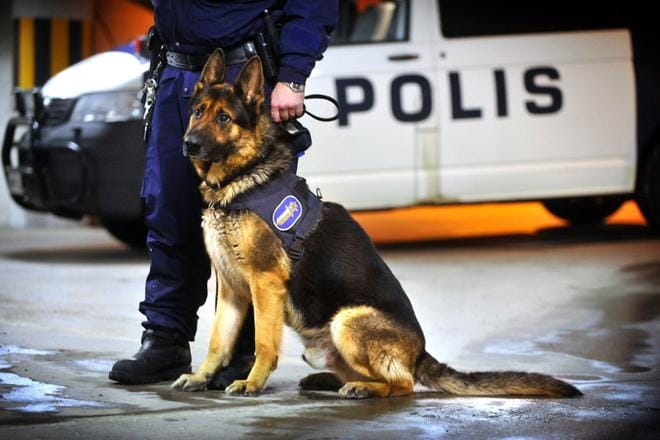 Kuvan koira ei liity tapaukseen. Kuvituskuva.