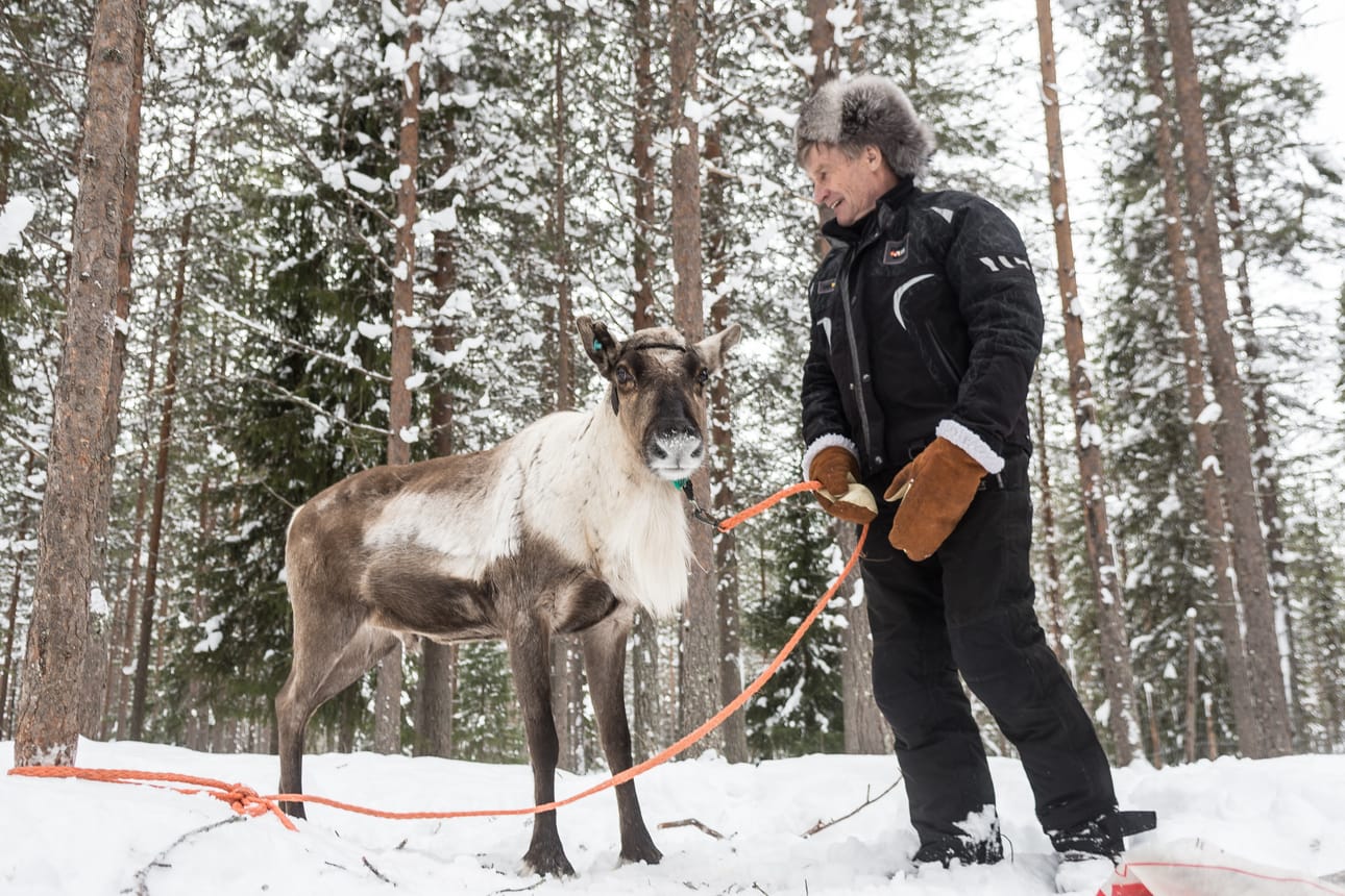 Posiolaisen Esko Aholan omistama Tummanopsa on tämän talven porocupin voittaja.