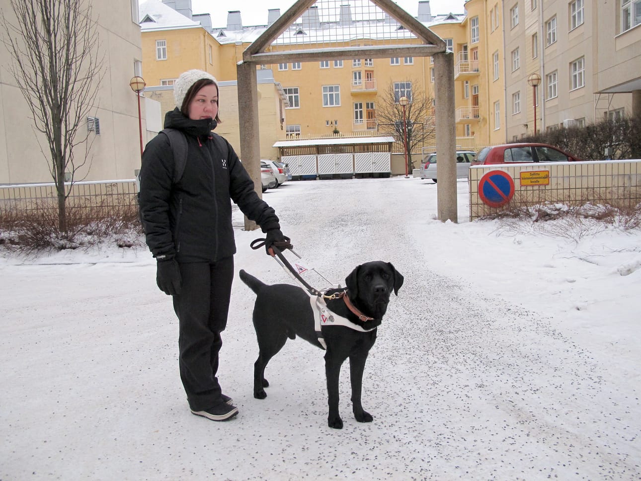 Ylivieskalaisen Salla Huhtalan toinen opaskoira on 2-vuotias labradorinnoutaja Remu.