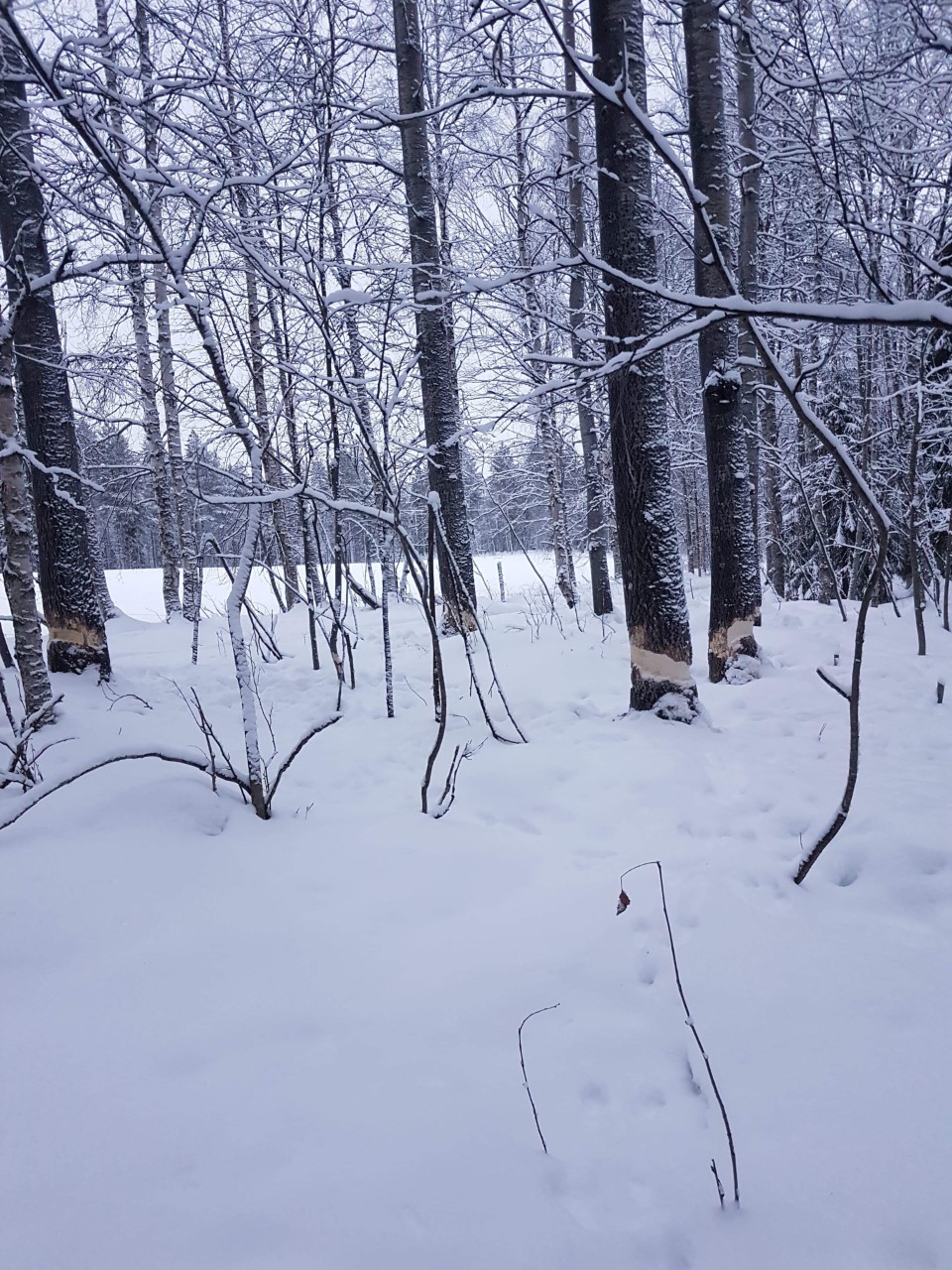 Paikan ihan vierestä menee kelkkareitti, ja vaarana on nyt, että majavan jyrsimät puut kaatuvat reitille.