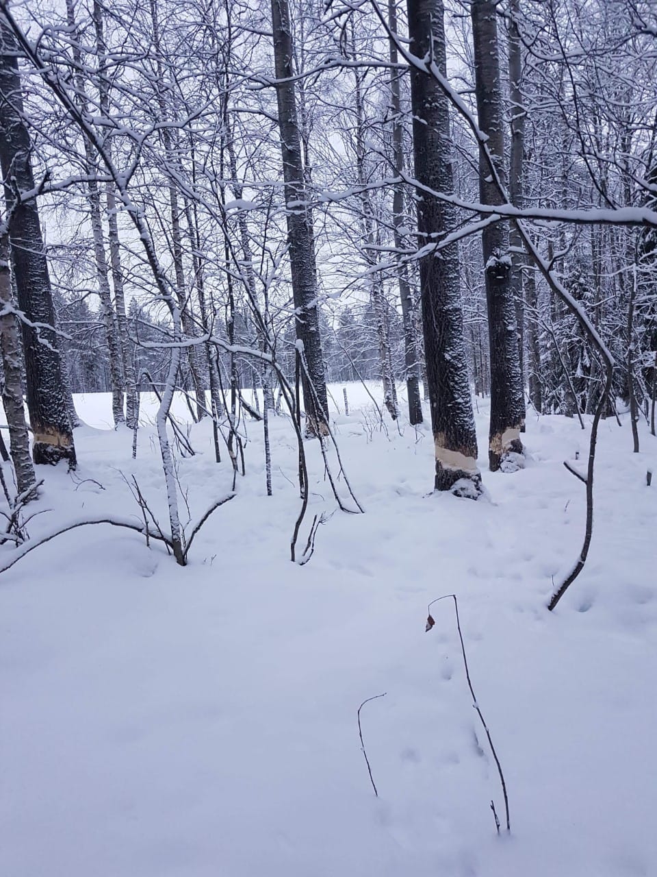 Paikan ihan vierestä menee kelkkareitti, ja vaarana on nyt, että majavan jyrsimät puut kaatuvat reitille.