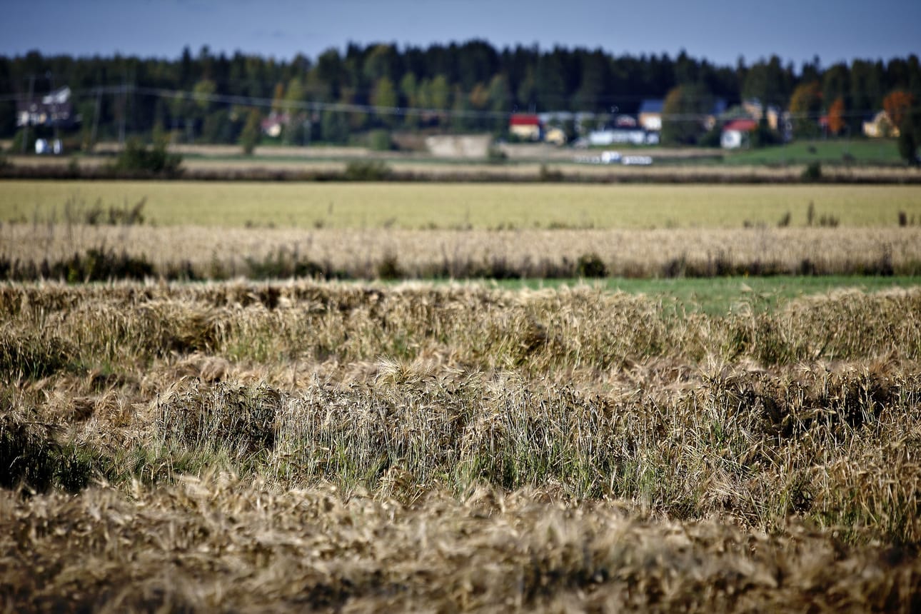 Viime kesän sateet aiheuttivat poikkeuksellisen tilanteen. Valtion viljavarastoista pitää ottaa varasiemenet käyttöön.