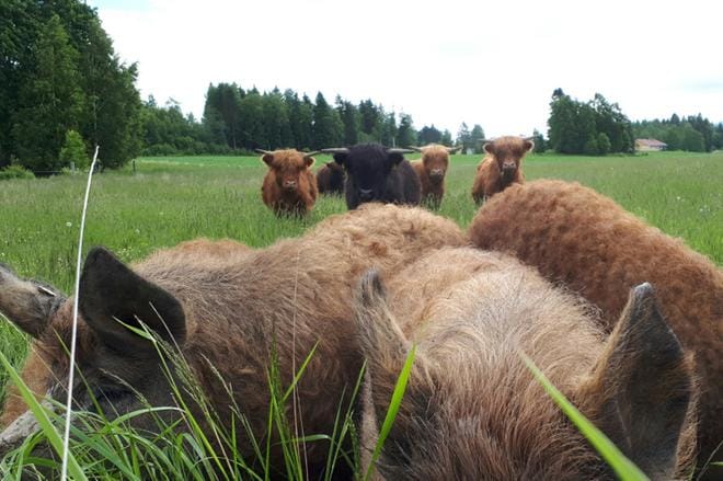 Mangalitza-possut viihtyvät ulkona Aliniityn tilalla sulassa sovussa ylämaannautojen kanssa. KUVA: Jaana Tolonen