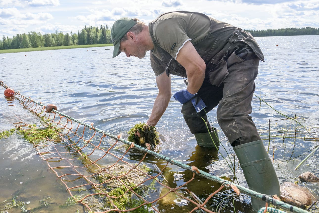 Jari Käkilehto nosti vesiruttokasvustoa nuotan vierestä tarkastellakseen sitä.