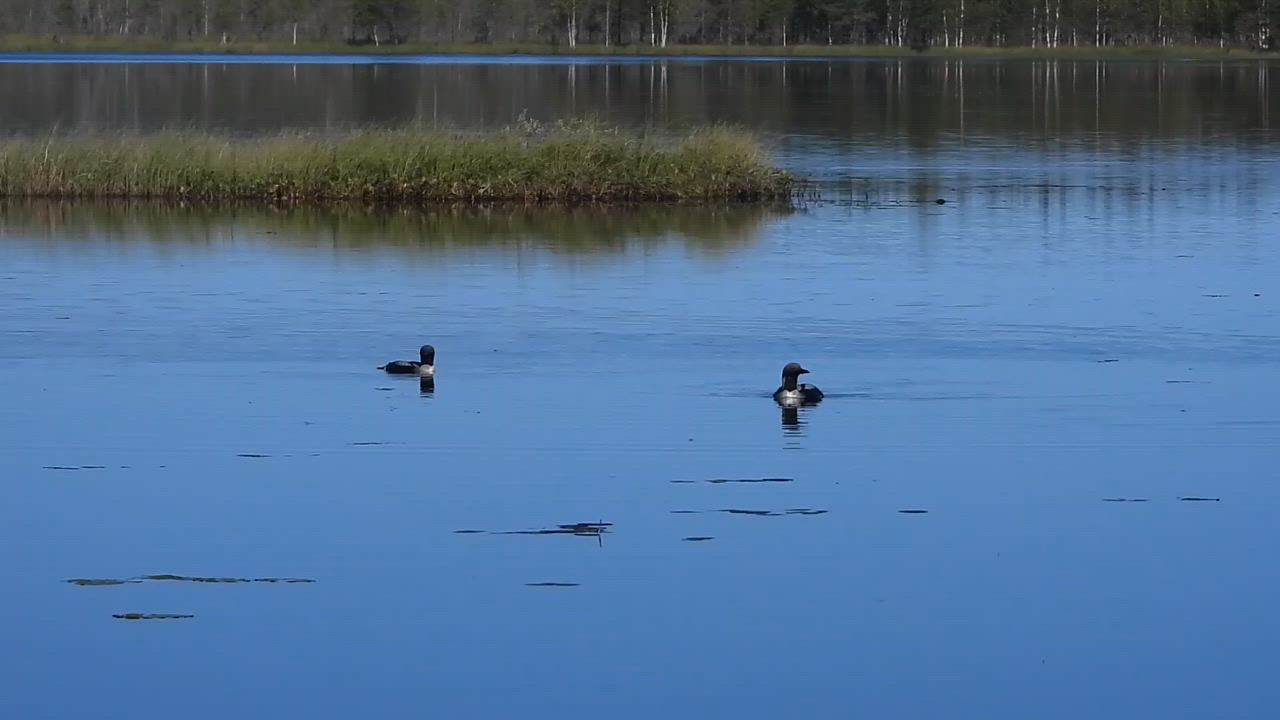 Säynäjäjärven kuikat uiskentelivat yllättävän rauhallisesti n. 50 m:n etäsyydellä kuvauspaikastani. Yleensä ovat satojen metrien päässä.