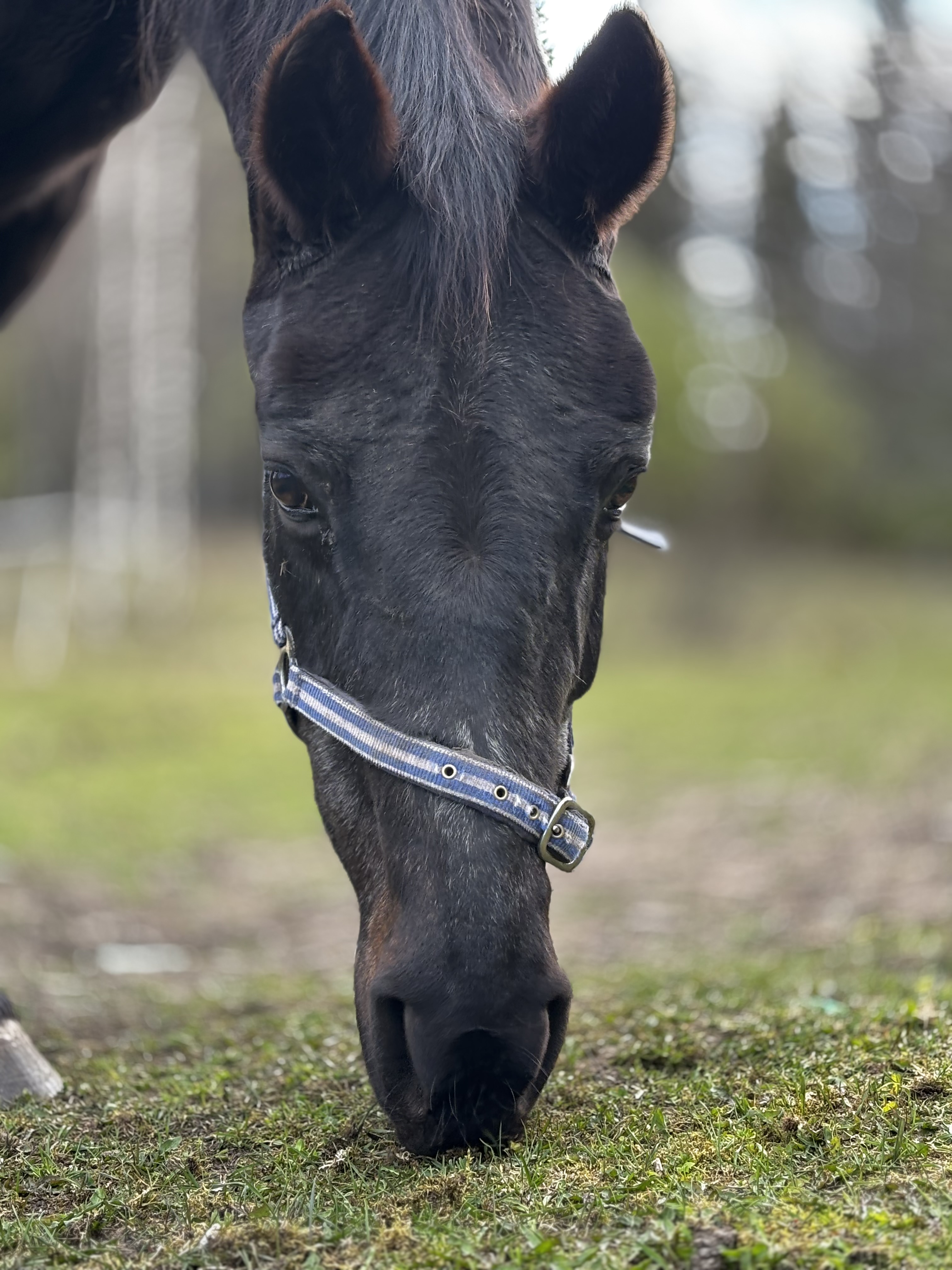 Päivän Pörrö kaipaa pelastajia – lukijoiden aktiivisuus ratkaisee palstan kohtalon