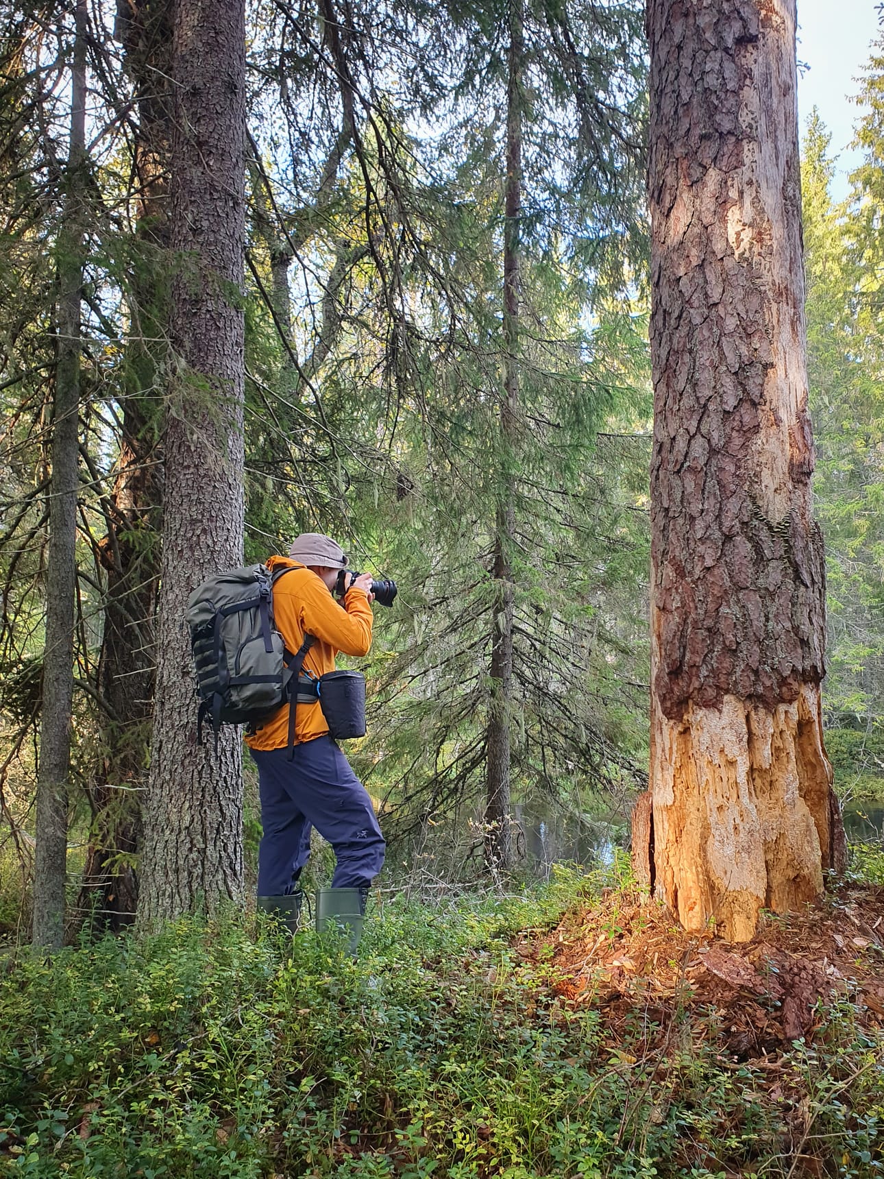 Koitajoella Saloriutan kuvattavaksi on päässyt muun muassa tämä puu.
