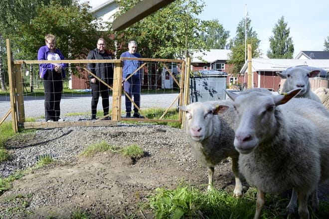 Punainen Tupa, lampaat kesätöissä, Kaitamäen lampola