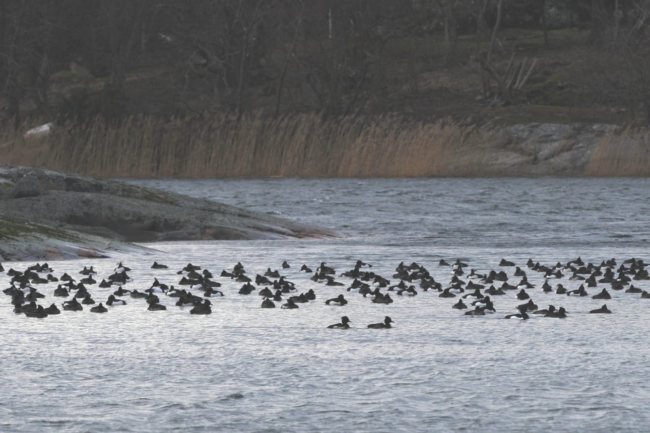 Lopulliset kannanarviot laaditaan vasta, kun avomerellä tehtävien lentolaskentojen tulokset on analysoitu. Vuoden 2016 vesilintulaskentojen tulokset on julkaistu BirdLife Suomen Linnut-vuosikirjassa. Kuvassa tukkasotkaparvi.