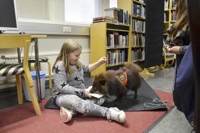 Kurikan kirjastoissa lukemisintoa on edistetty muun muassa lukukoiratoiminnan avulla. Jurvan kirjastossa lukukoirana vuonna 2015 toimi Nökö. Se ja Josefiina Kohtala tekivät tuttavuutta ennen kuin aloittivat lukuhetken. KUVA: JURVAN SANOMIEN ARKISTO