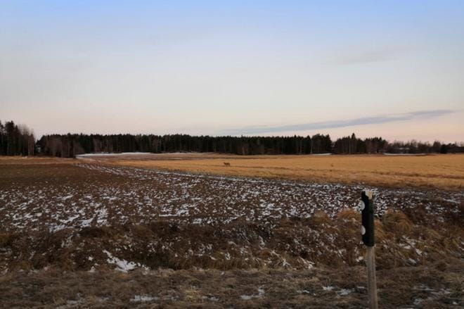Susi ilmestyi pellolle Tiukassa. KUVA: LUKIJAN KUVA