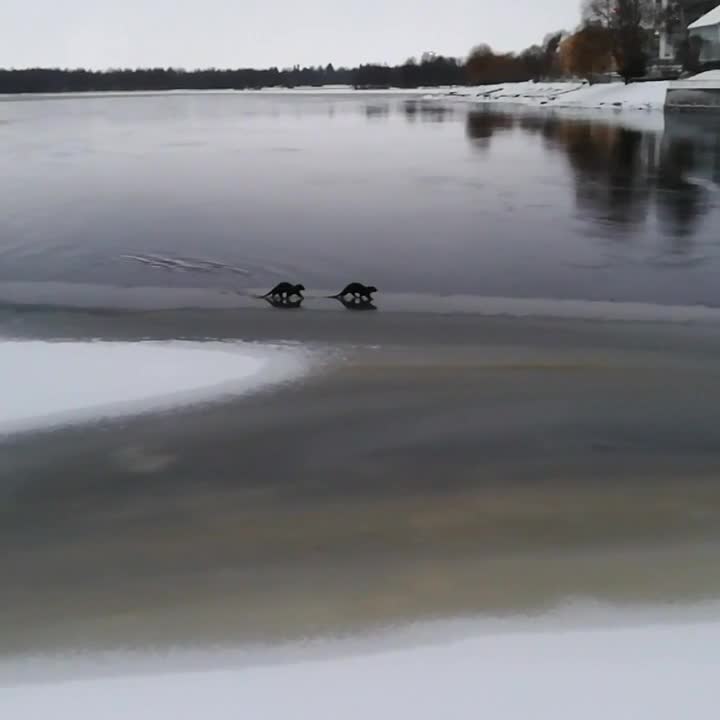 Saukkopariskunta matkalla kanavaan