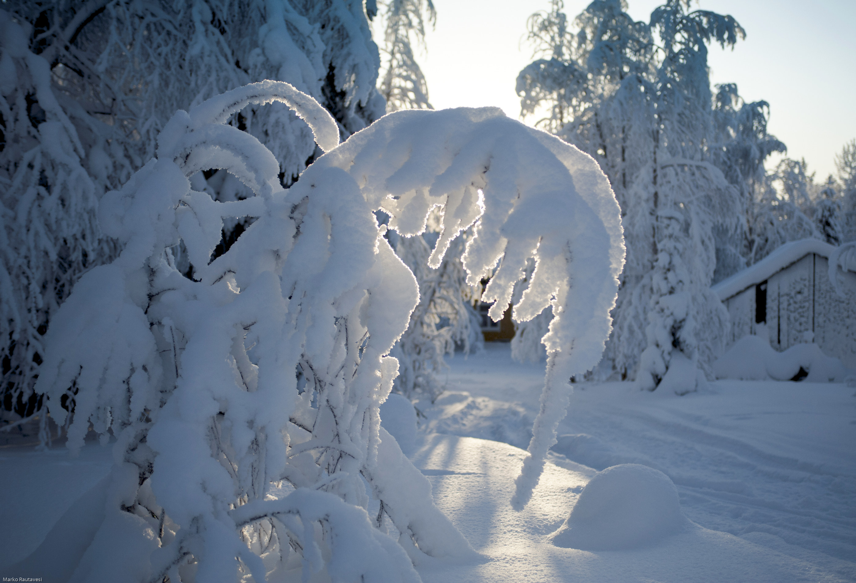 Selkeinä pakkaspäivinä aurinko kurkkii horisontista ja tuo valoa päivään. Olli Moisio pyörähti torstaina kotonaan Lamminvaarassa kameransa kanssa pihalla ja otti lumihuurteen peittämistä puun oksista kuvia.