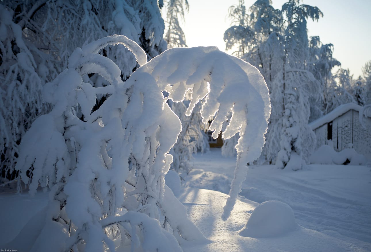 Selkeinä pakkaspäivinä aurinko kurkkii horisontista ja tuo valoa päivään. Olli Moisio pyörähti torstaina kotonaan Lamminvaarassa kameransa kanssa pihalla ja otti lumihuurteen peittämistä puun oksista kuvia.