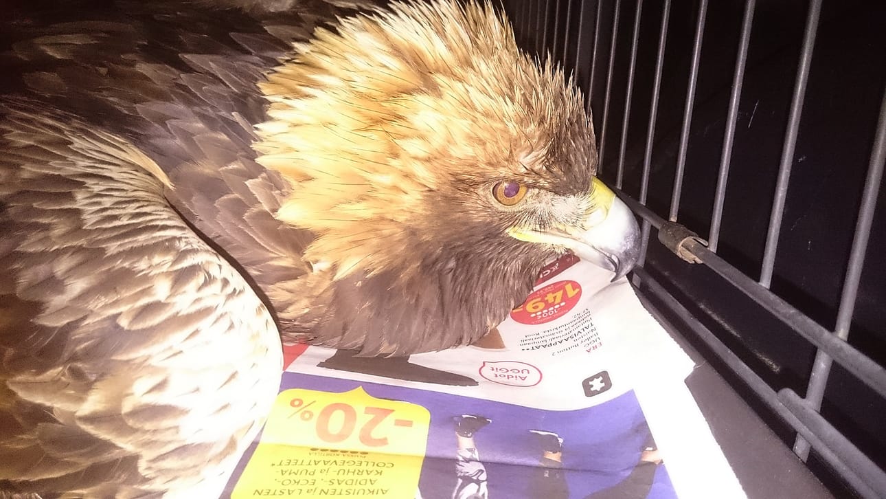Tämä maakotka löydettiin huonokuntoisena Utajärveltä marraskuussa ja toimitettiin Ranuan eläinpuistoon. Lintu kuoli, ja kuolinsyyksi paljastui lyijymyrkytys.
