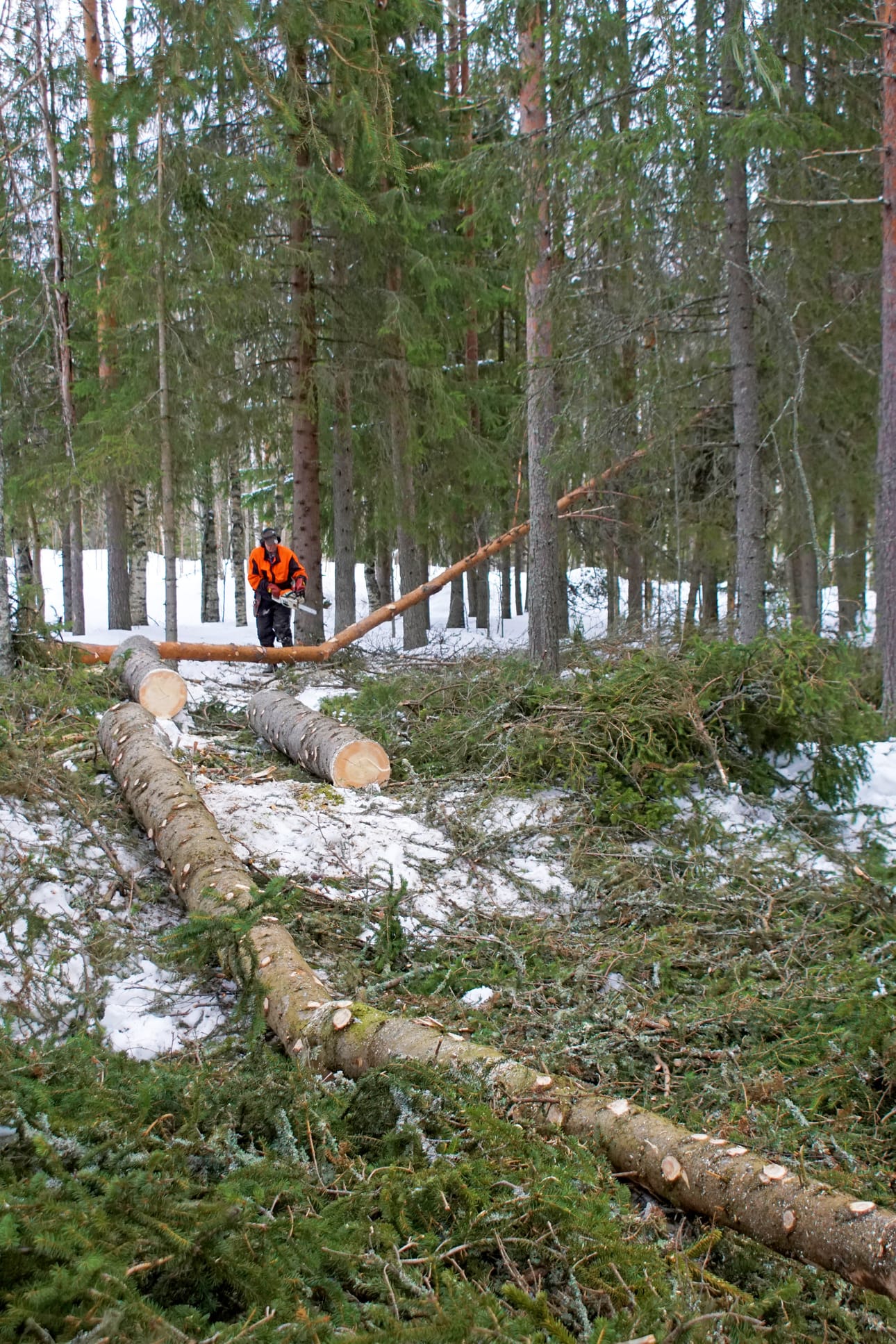 Pudasjärven kaupunki hakee tuottoja metsästä. Puuta on myyty ja suunnitelmissa on myydä myös metsätiloja. Arkistokuvassa metsätöitä tehdään yksityisen metsänomistajan maalla.