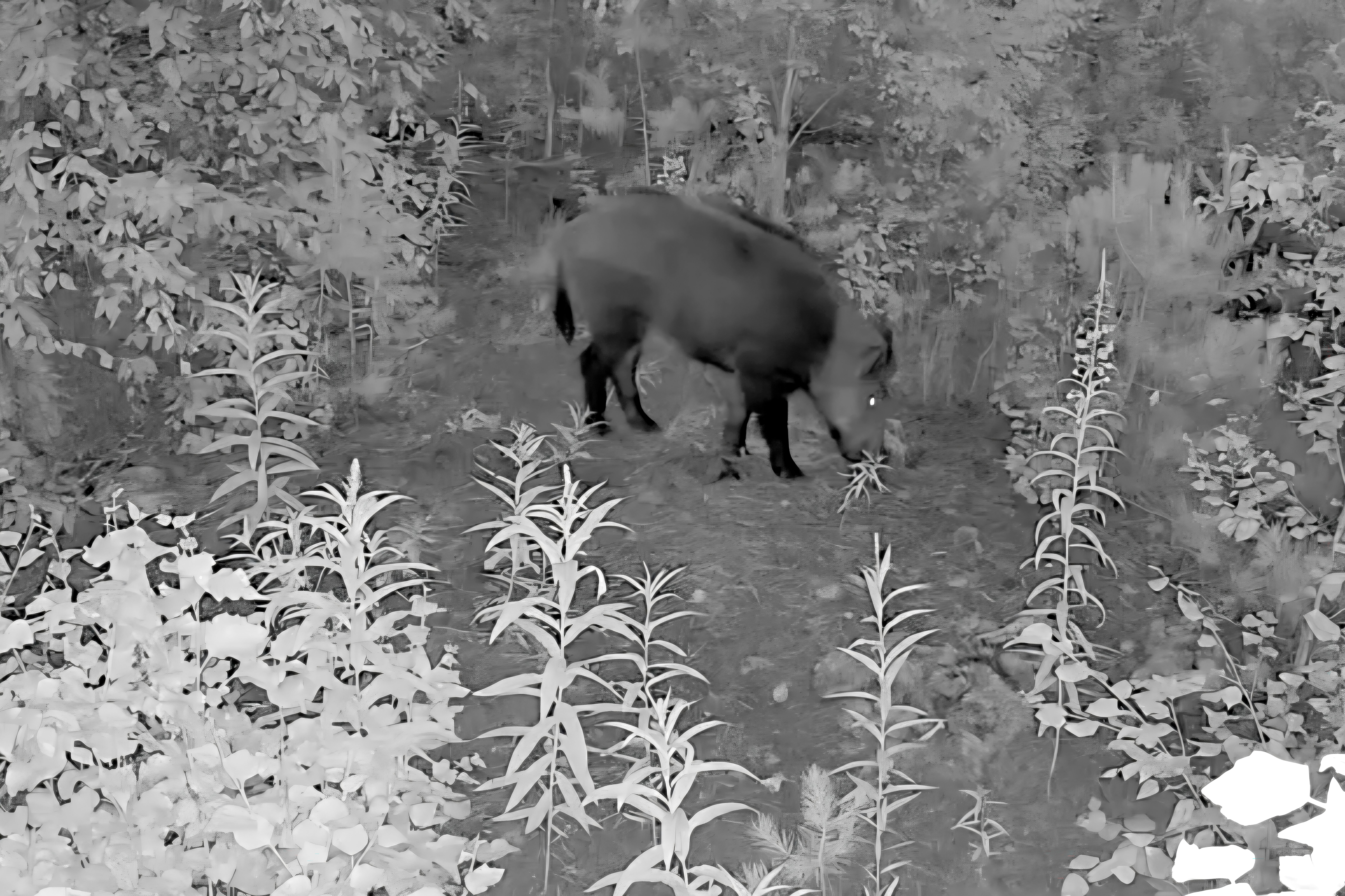 Alajärven seudulla liikkuu villisika – riistanhoitoyhdistys toivoo havaintoja ja varautumista pyyntiin