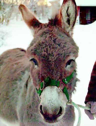 Aasin käytöstä pidetään pöljyyden osoituksena, mutta aasin kannalta katsottuna se toimii viisaasti. Ristijärvellä asuva Lennu on kymmenvuotias, ihmisen iässä vajaa kolmekymppinen.