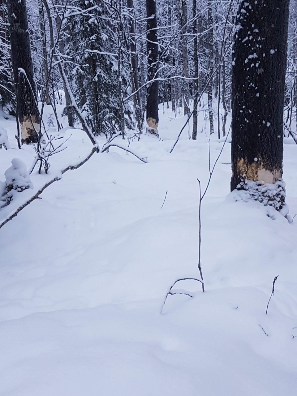 Kihlonoja sijaitsee Kuloharjun entiseltä kyläkoululta Kynsilään päin noin 1,5 kilometriä.