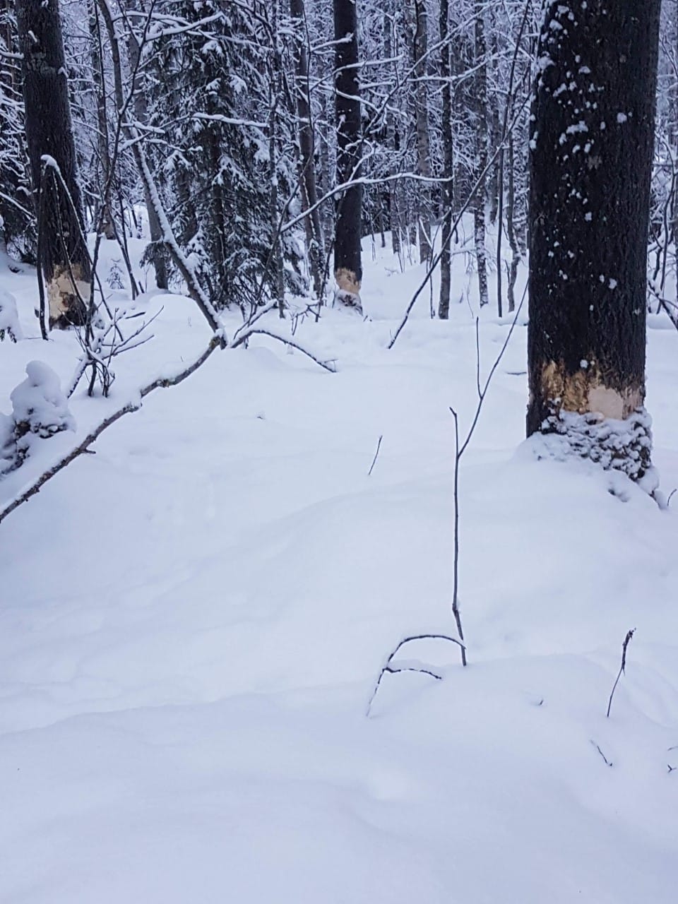 Kihlonoja sijaitsee Kuloharjun entiseltä kyläkoululta Kynsilään päin noin 1,5 kilometriä.