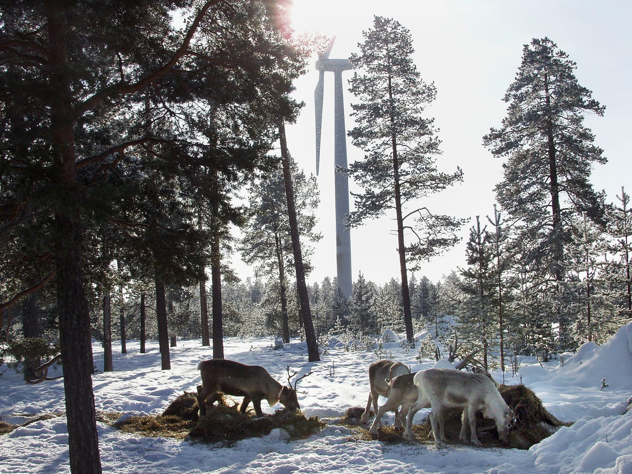 Kirjoittaja uskoo, että poro oppii sietämään tuulivoimaloita.