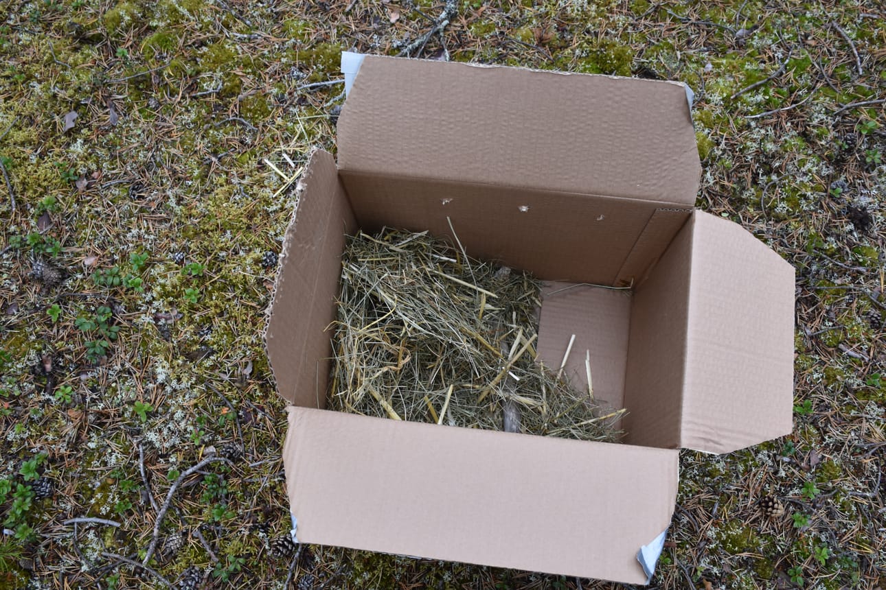 Harri-haukka matkusti Ranuan eläinpuistosta löytöpaikalleen suljetussa pahvilaatikossa, jossa oli pehmikettä ja istuinoksa. Talala kertoo, että linnut rauhoittuvat pimeässä laatikossa hyvin.