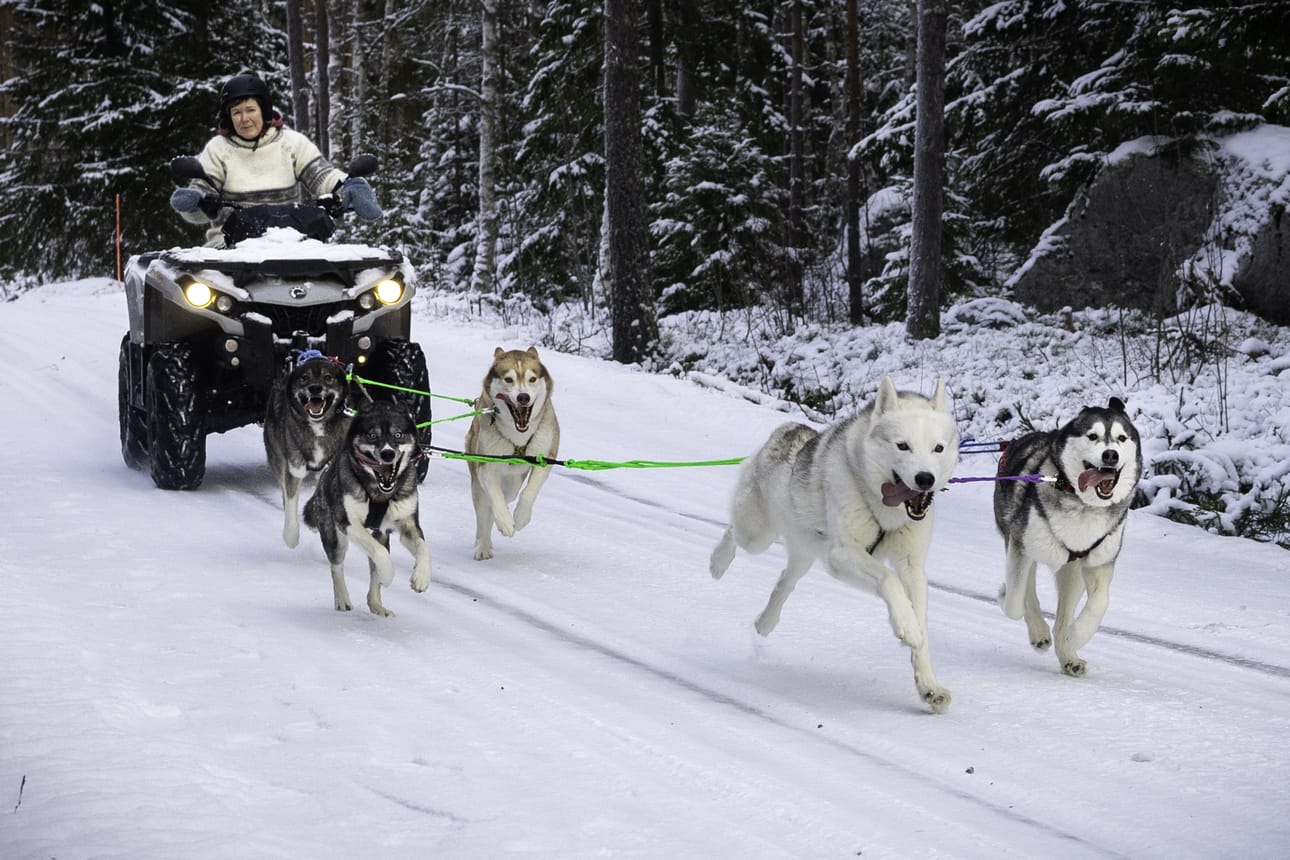 Siperianhuskyt ovat innoissaan päästessään juoksemaan valjakossa. Emäntä Pia Lumme ohjastaa koiria.