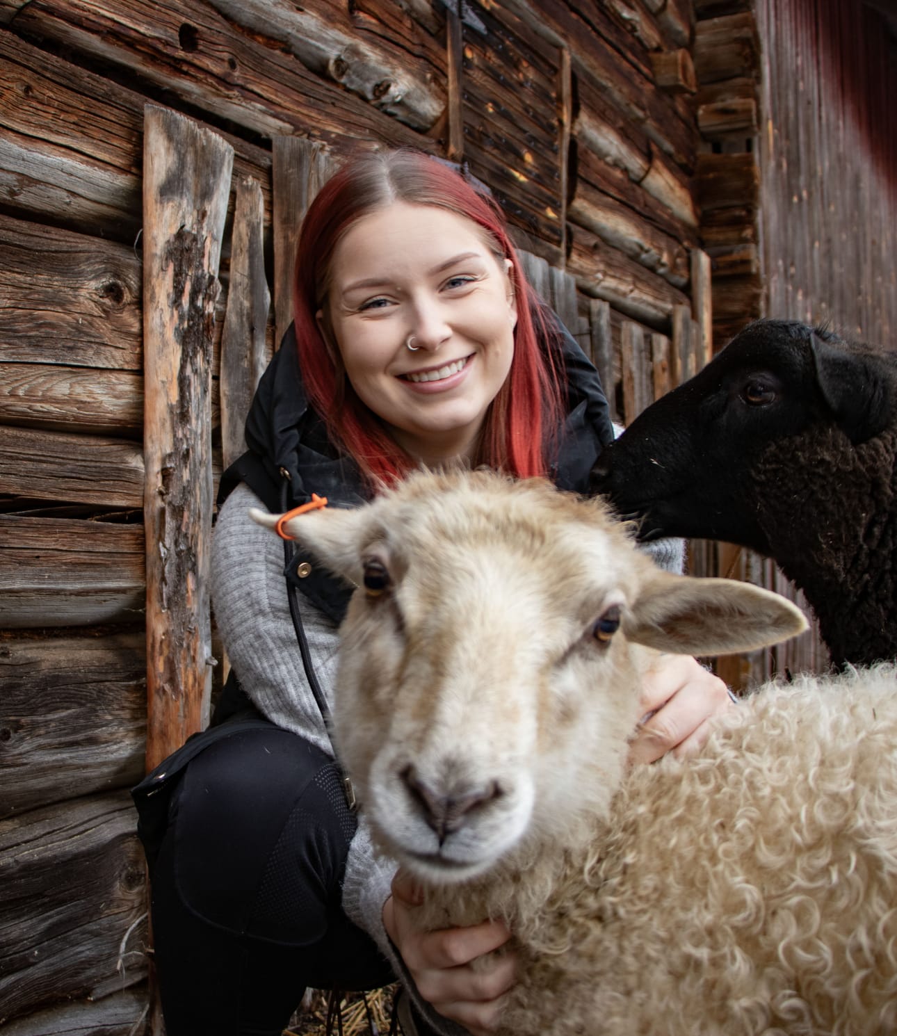 Tämä Milla Jarvan vaalea lemmikkipässi pässipoikien joukosta rohkein ja ihmisrakkain. Se seuraisi emäntäänsä mihin tahansa.