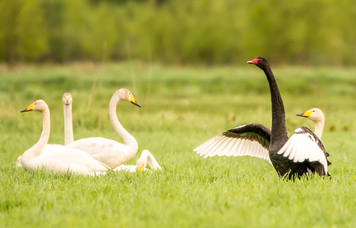 Mustajoutsen viettää aikaa laulujoutsenten parissa.