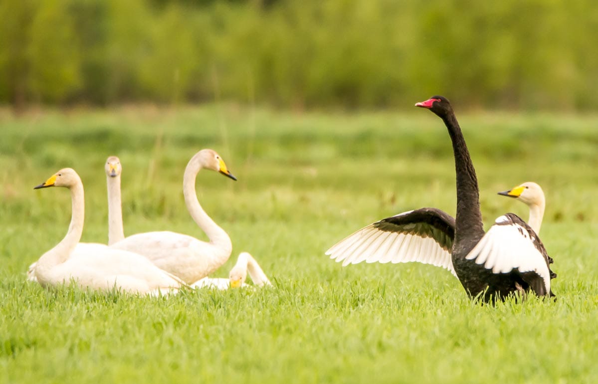 Mustajoutsen viettää aikaa laulujoutsenten parissa.
