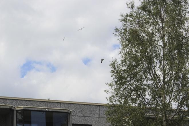 Tiirat ja lokit ovat tehneet kesän aikana pesiä kerrostalon katolle.