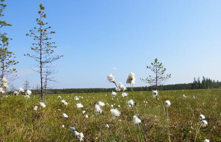 Suoalueita suojellaan Pohjois-Pohjanmaalla.