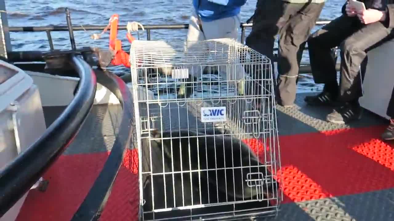Pette-kuutti pulahti aurinkoiseen Perämereen