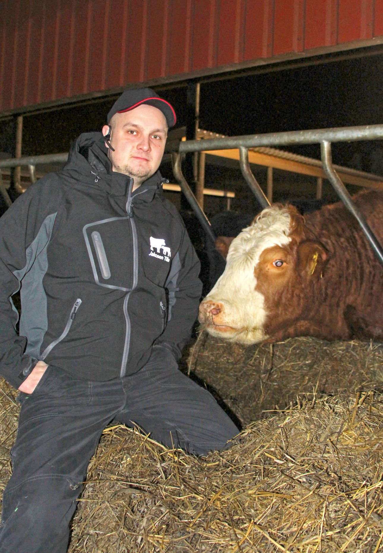 Vasikat viettävät ensimmäiset 6kk omassa yhteiskarsinassaan, josta pääsevät pienen portin kautta milloin vain emonsa luo tissille. Kuva Toni Jakonen