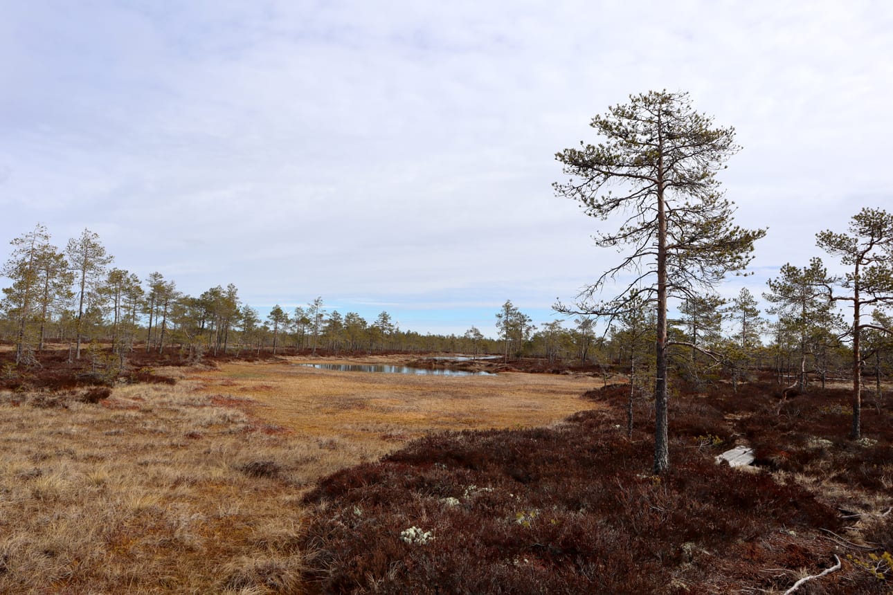 Kaupunginhallitus käsitteli Kurikan Luontoyhdistuksen aloitetta Niinistön suoalueen ennallistamisesta.