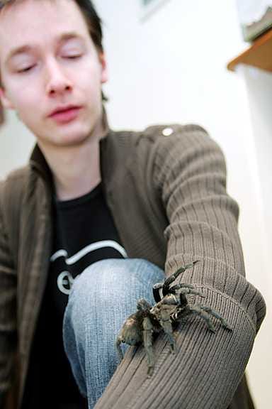 Miika Piirolalla on kymmenkunta hämähäkkiä. Kuvassa jaloittelee Brasiliassa kotoisin oleva Grammostola pulchra.