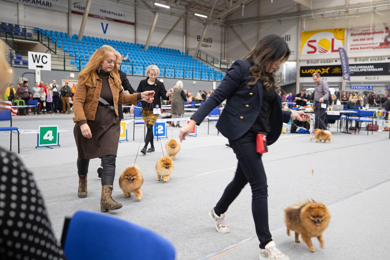 Elena Korpela (vas.) esittelee 12-vuotiasta Twix-pomeraniania näyttelykehässä. Korpelan ruskea vaatetus on saman sävyinen kuin Twixin turkki.