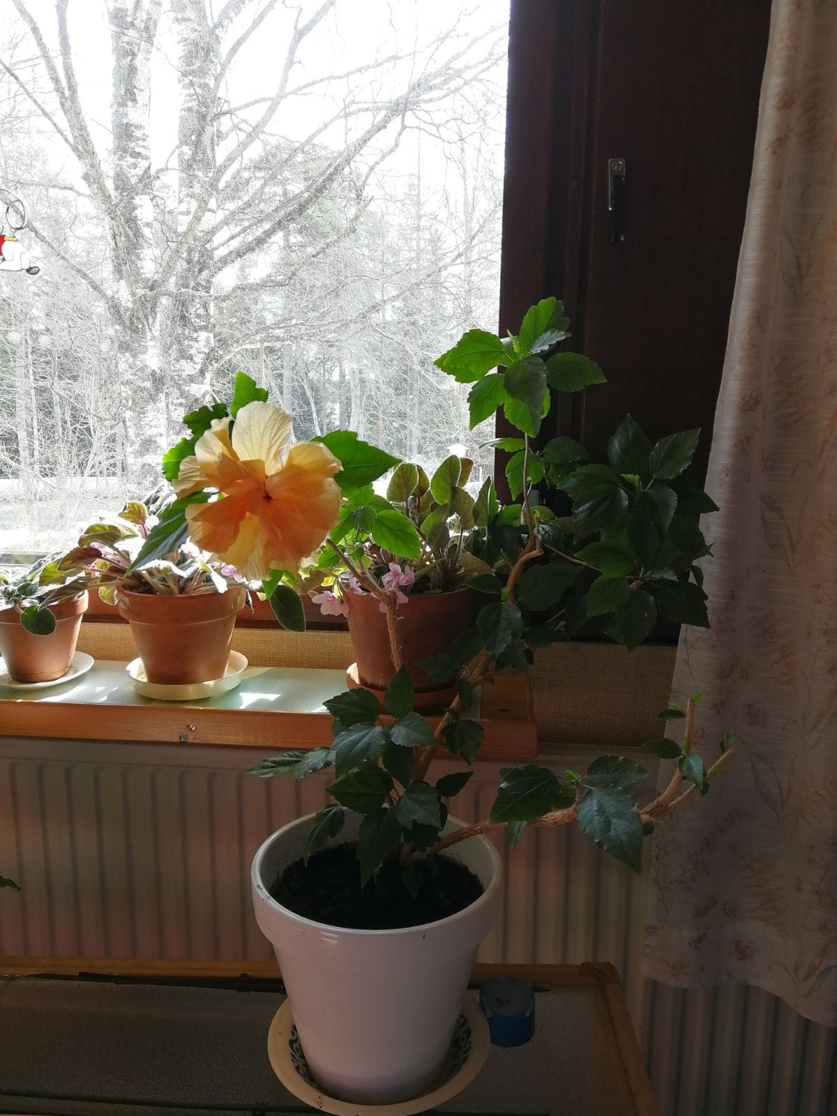 Kiinanruusu kukkii 20 vuoden jälkeen
