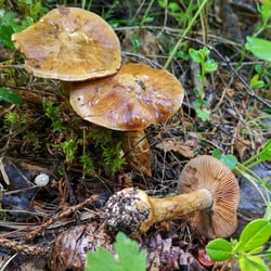 Kiimingistä löytyi täysin tuntematon sienilaji – Outo alkukesän seitikki paljastui puoli vuosisataa myöhemmin
