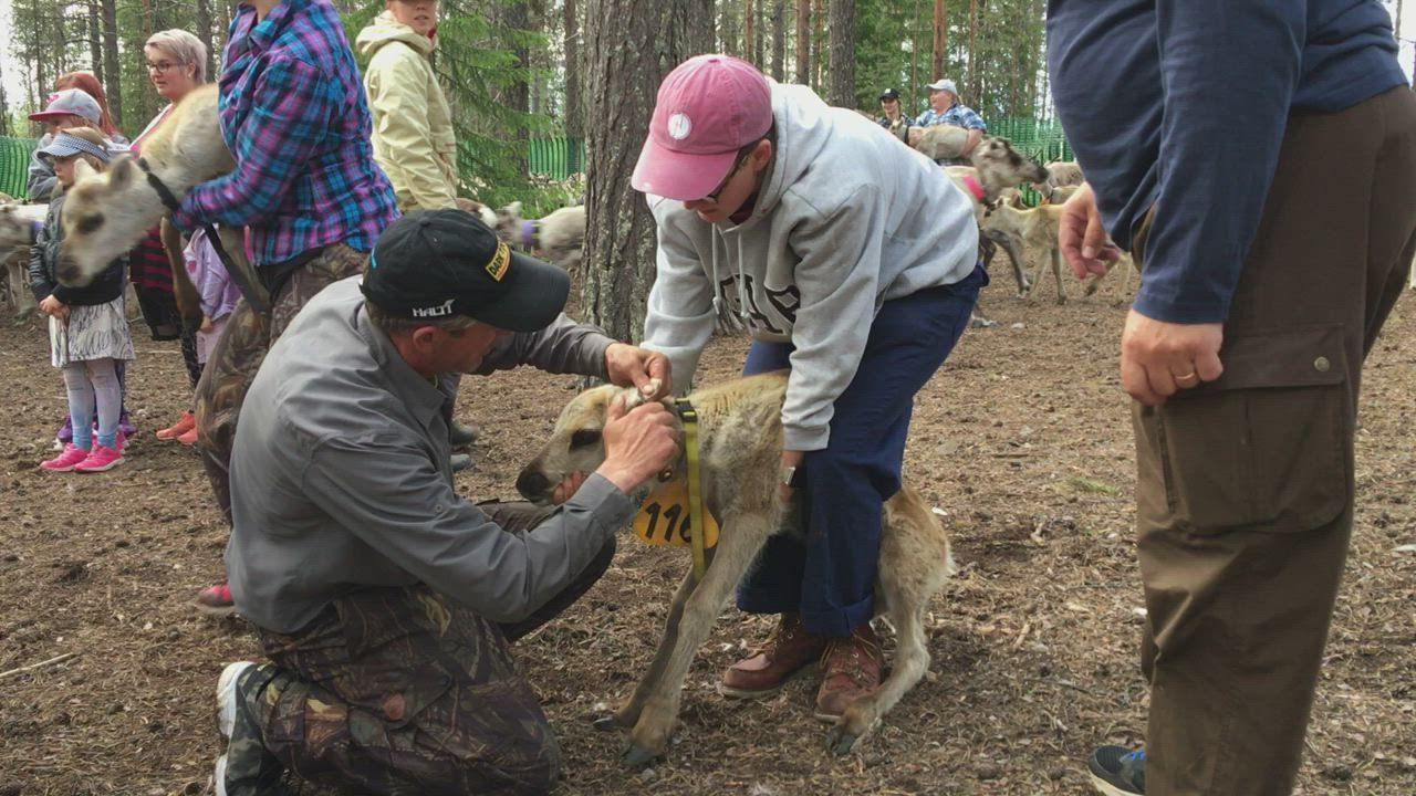 Amelia on ensimmäistä kertaa Suomessa eikä hätkähdä vasanleikon verta tai maahan tippuvia korvan paloja: "Se näyttää kaamealta, mutta vasat eivät näytä piittaavan siitä"