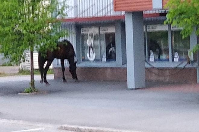Huippuravuri ihasteli itseään liikkeen ikkunan heijastavasta pinnasta Maakunnankadulla. Hevosen omistaja, miljonääri Reima Kuisla uskoo, että hevosen ajoi karkuteille karhu. Kuva: Lukija