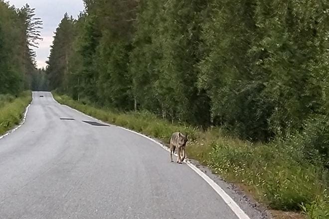 Tämä eläin oli liikkeellä juhannusaattona Kuortaneella. KUVA: VEIJO YLI-KUHA