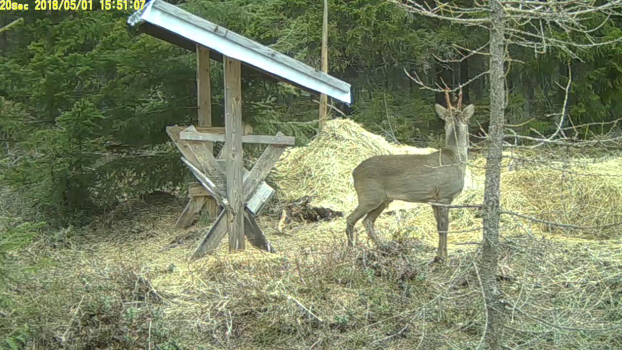 Nahka putoaa pukin sarvista
