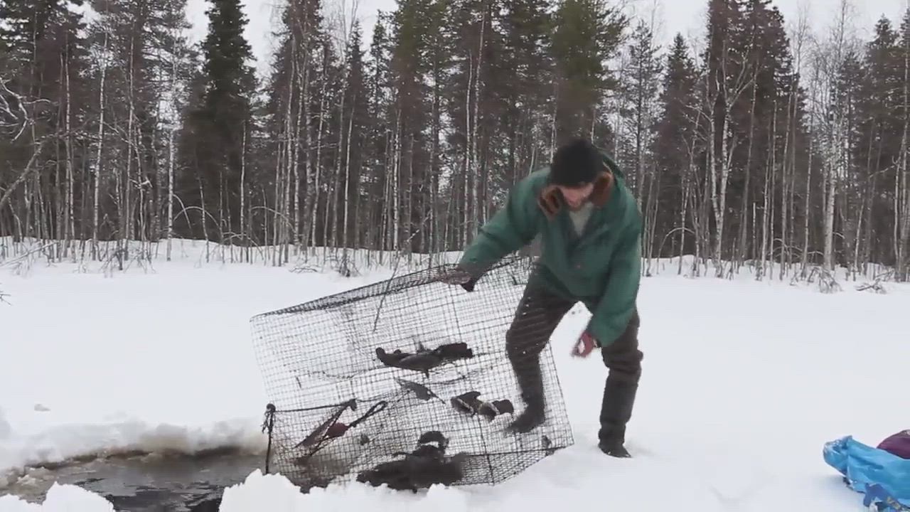 Markku Kuha, mateenpyytäjä ja luomutilallinen Ranualta
