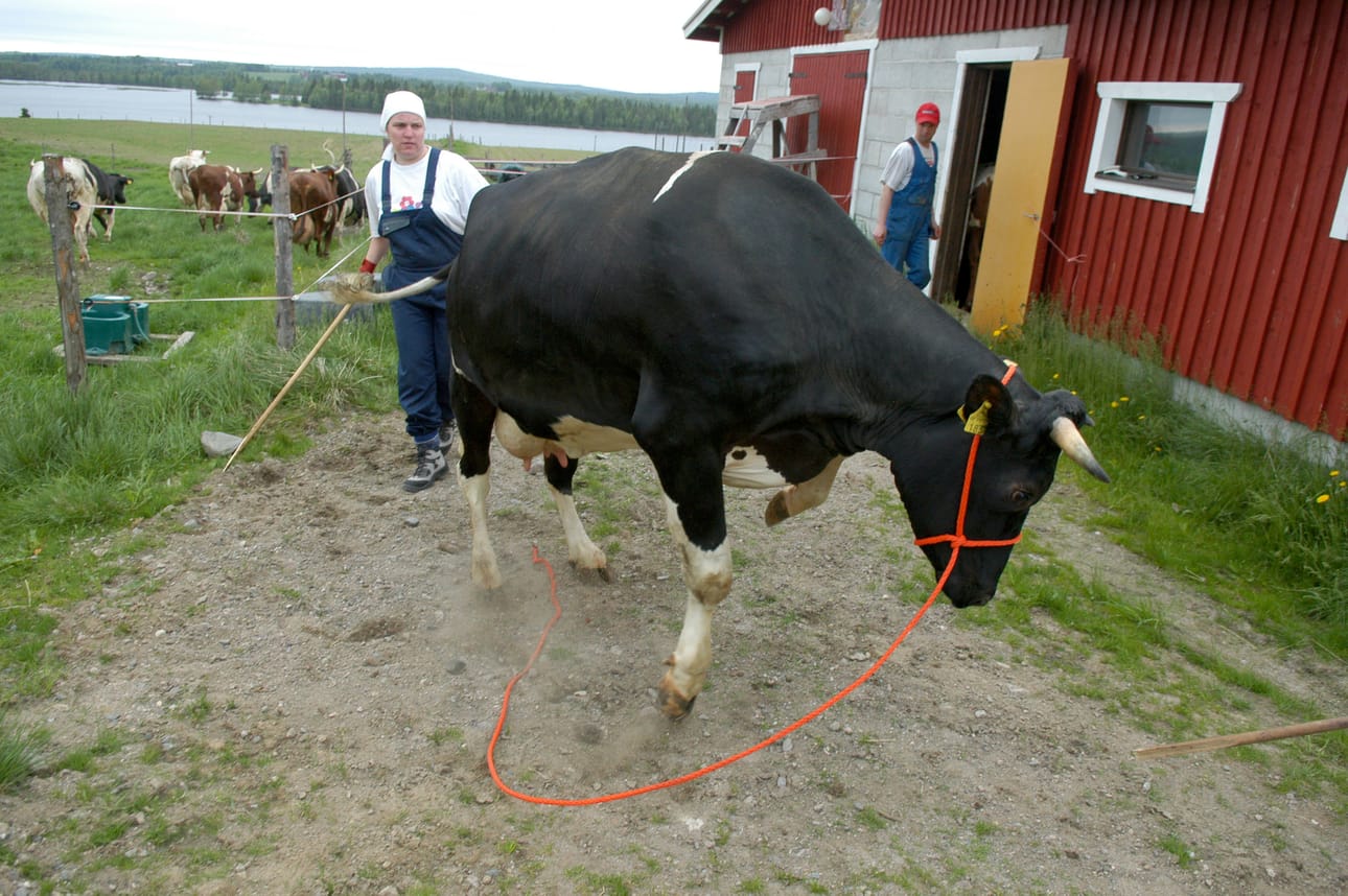 Maaseudun vetovoima on lisääntynyt Suomessa. Arjen realiteetit ovat usein kuitenkin ihan muuta kuin unelmat ja haaveet.